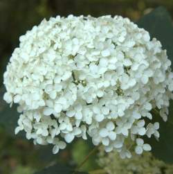 Гортензия древовидная Анабель (Annabelle) — PlantMart