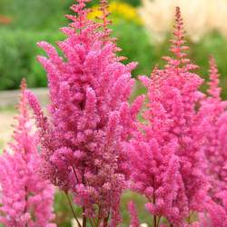 Астильба Арендса Глория (Gloria) — PlantMart