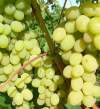 Виноград плодовый Августин фото 2 — PlantMart