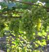 Виноград плодовый Августин фото 3 — PlantMart