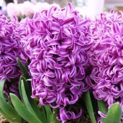 Гиацинт Пурпурная сенсация (3 шт.) — PlantMart