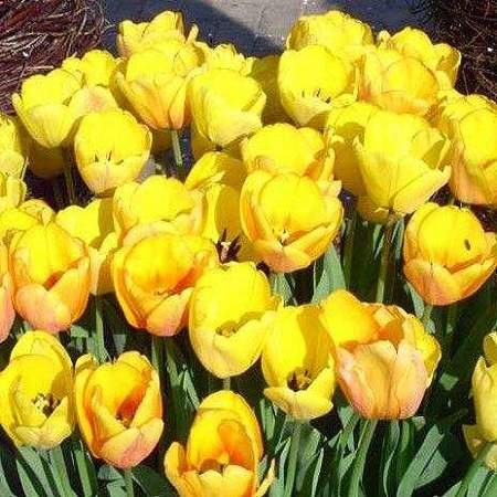 Тюльпаны Дарвиновы Гибриды Golden Apeldoorn ( 5 шт.) фото 1 — PlantMart