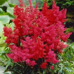 Астильба Арендса Гранат (Granat) — PlantMart