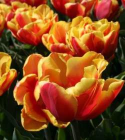 Тюльпаны Двойной фокус ( 5 шт.) — PlantMart