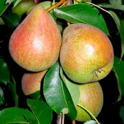 Груша Белорусская поздняя — PlantMart