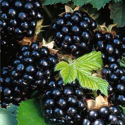 Ежевика кустистая Гималаи — PlantMart