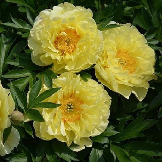 Ито пион Гарден треже (garden treasure) — 