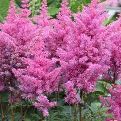 Астильба Арендса Пумила (Pumila) — PlantMart