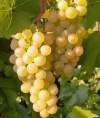 Виноград плодовый Бианка фото 2 — PlantMart