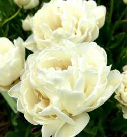 Тюльпаны Гора Такома ( 5 шт.) — PlantMart