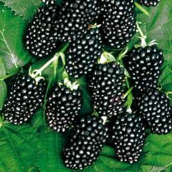 Ежевика кустистая ЛохНесс — PlantMart