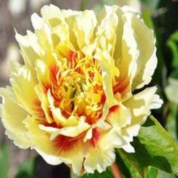 Ито пион Шайнинг Лайт (Shining Light) — PlantMart