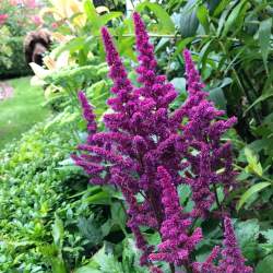 Астильба китайская Вижнс (Vision) — PlantMart