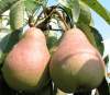 Груша Выставочная фото 1 — PlantMart