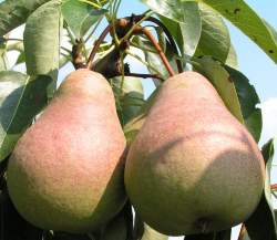 Груша Выставочная — PlantMart