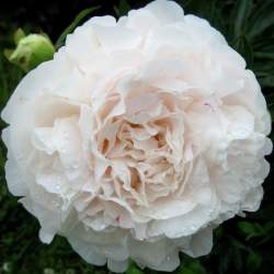 Пион Мазерс Чойс (Mothers Choice) — PlantMart