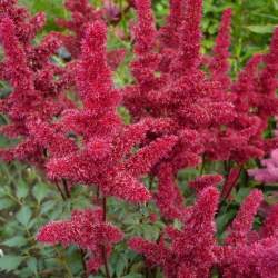 Астильба японская Монтгомери (Montgomery) — PlantMart