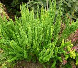 Барбарис Тунберга — PlantMart