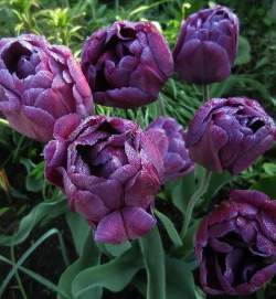 Тюльпаны Блю даймонд / Blue Diamond ( 5 шт.) — PlantMart