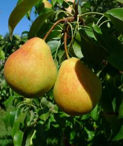 Груша Кафедральная — PlantMart