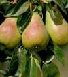 Груша Кафедральная фото 3 — PlantMart