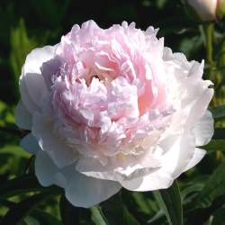 Пион Соланж (SOLANGE) — PlantMart