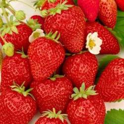 Земляника садовая Ананасная Остара (3шт.) — PlantMart
