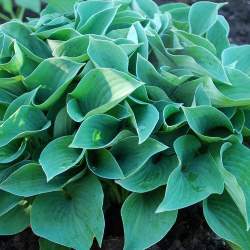 Хоста Блю Маммос — PlantMart