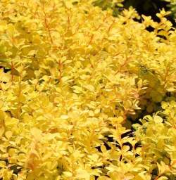 Барбарис Тунберга Ауреа — PlantMart