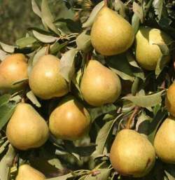 Груша Любимица Яковлева — PlantMart