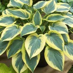 Хоста Брим Кап — PlantMart