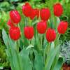 Тюльпаны триумф Побег ( 5 шт.) фото 1 — PlantMart