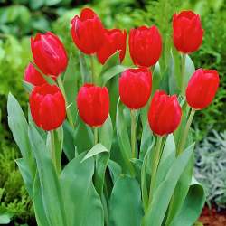 Тюльпаны триумф Побег ( 5 шт.) — PlantMart