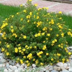 Лапчатка кустарниковая Голдстар — PlantMart