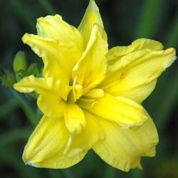 Лилейник гибридный Дабл Риве Вей (Double River Wye)​ — PlantMart