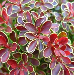 Барбарис Тунберга Голден Ринг — PlantMart