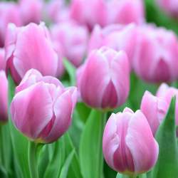 Тюльпаны триумф Синеда Амур ( 5 шт.) — PlantMart