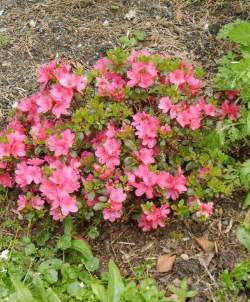 Азалия японская Анна Франк — PlantMart