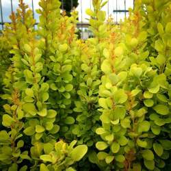Барбарис Тунберга Голден Рокет — PlantMart