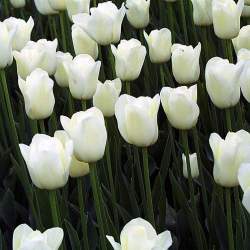 Тюльпаны триумф Пим Фортун ( 5 шт.) — PlantMart