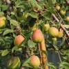 Груша Осенняя Яковлева фото 2 — PlantMart