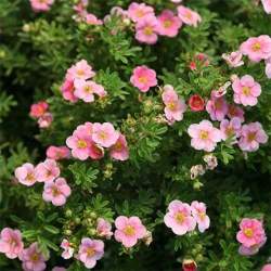 Лапчатка кустарниковая Пинк Принцесса — PlantMart