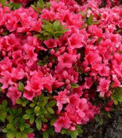 Азалия японская Эксельсиор — PlantMart