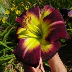 Лилейник гибридный Найт Бекон (Night Beacon)​ — PlantMart