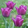 Тюльпаны триумф Страстный ( 5 шт.) фото 2 — PlantMart
