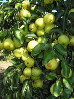 Груша Скороспелка из Мичуринска — PlantMart