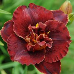 Лилейник гибридный Найт Эмберс (Night Embers)​ — PlantMart