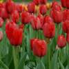 Тюльпаны Дарвиновы Гибриды Красное впечатление ( 5 шт.) фото 1 — PlantMart