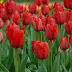 Тюльпаны Дарвиновы Гибриды Красное впечатление ( 5 шт.) — PlantMart