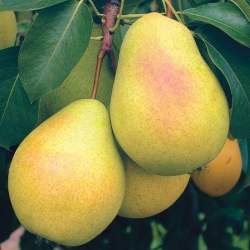 Груша Чижовская — PlantMart